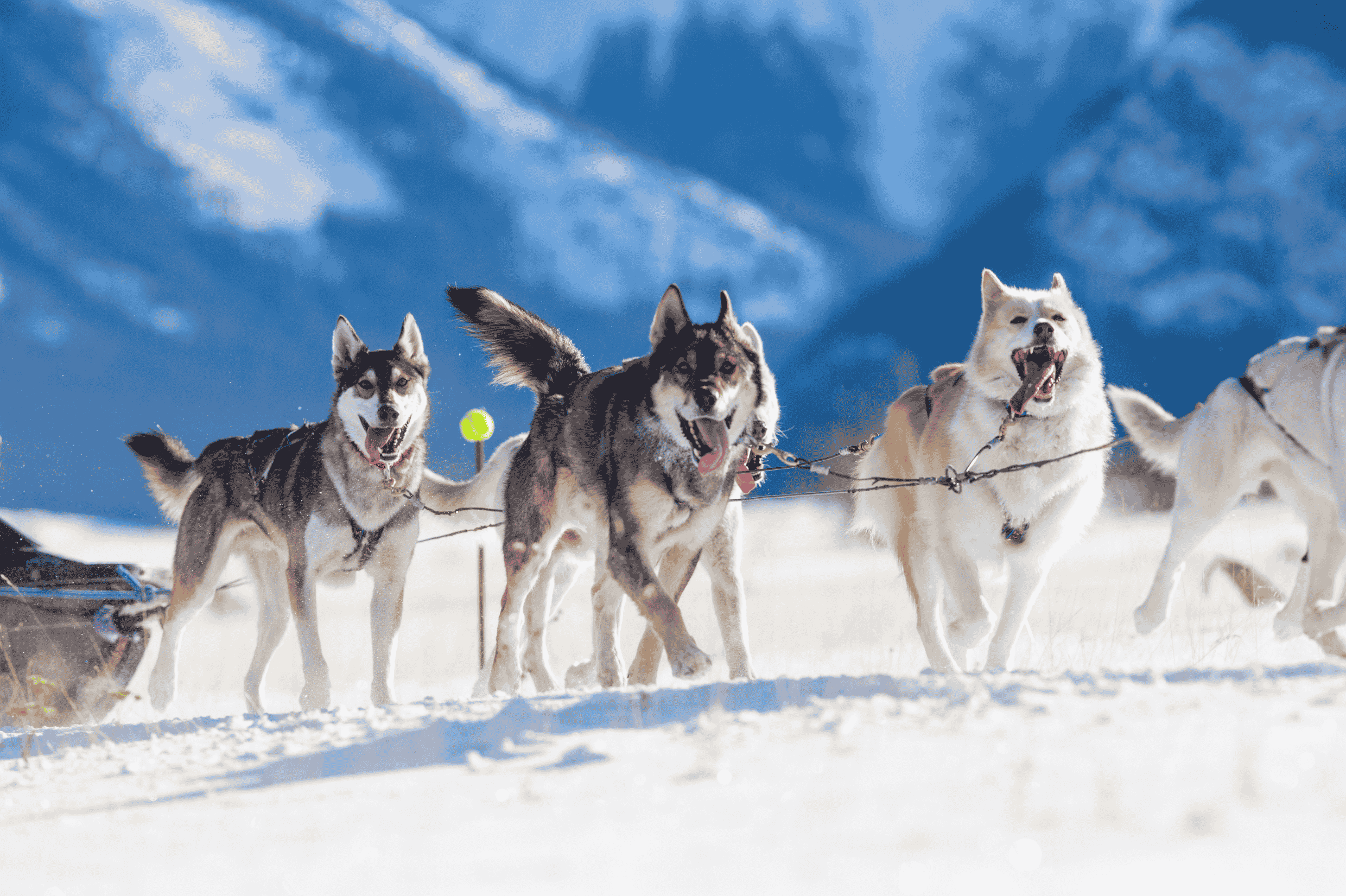 Kiruna and Abisko travel hub - dog sledding - Discover Kiruna