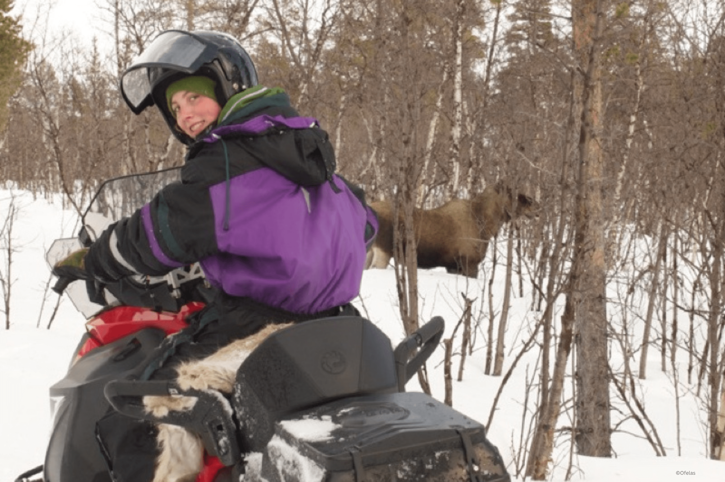 Ofelas - Arctic wildlife safari with snowmobile - Moose-min